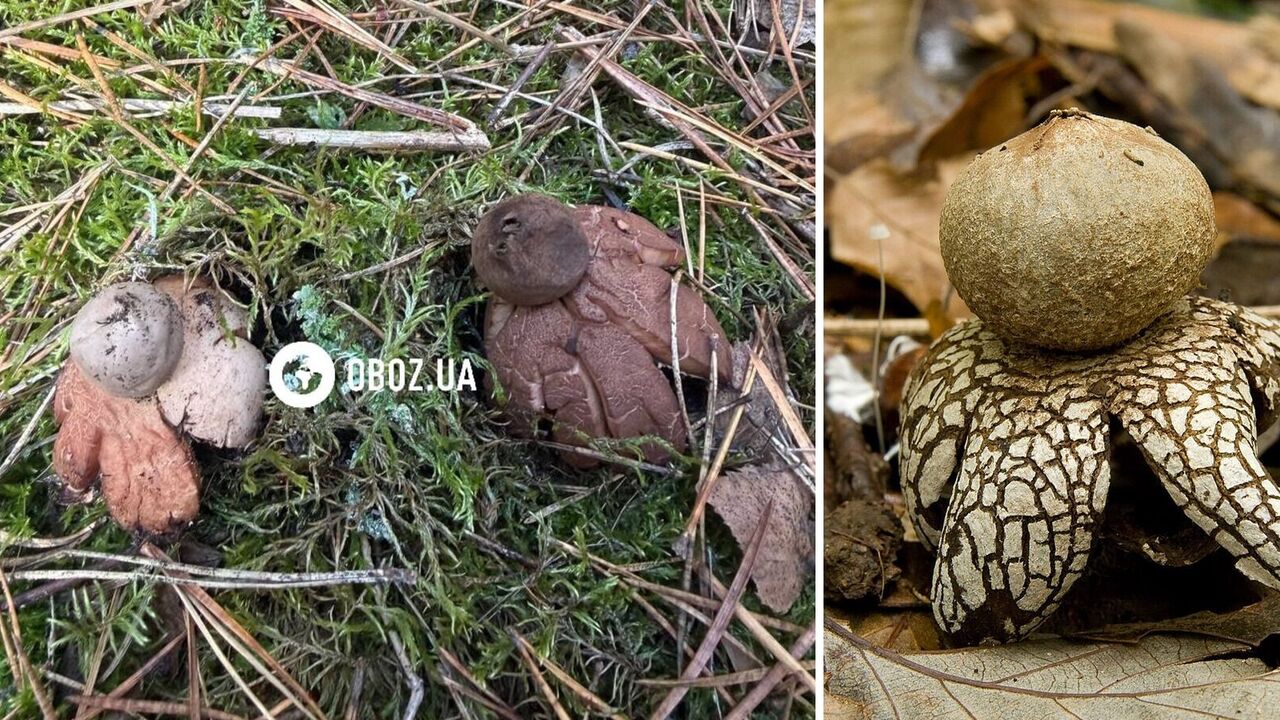 На Київщині знайшли унікальний гриб, схожий на зірку. Фото, відео та подробиці